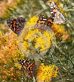 Four Painted Lady Butterflies on Rabbitbrush photo