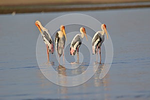 Group of painted stork bird