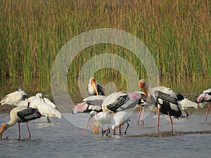 Group of Painted Stork Birds on Lake photo