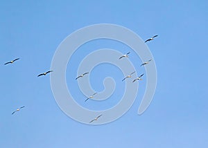Group of painted storks in blue sky