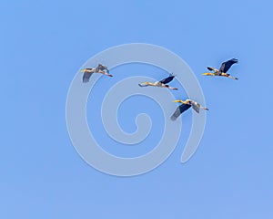 A group of painted storks