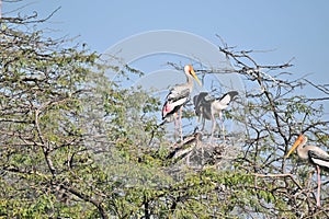 Painted Storks Caring for Nests