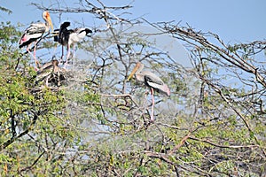 Painted Storks Caring for Nests