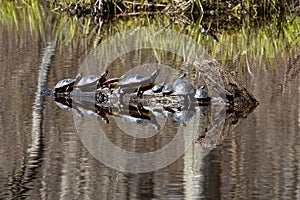 Group of painted turtles sunning on a log in Connecticut