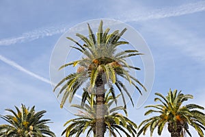 A group of palm trees against the blue sky