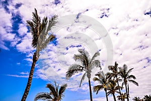 A group of palm trees are in the foreground of a blue sky