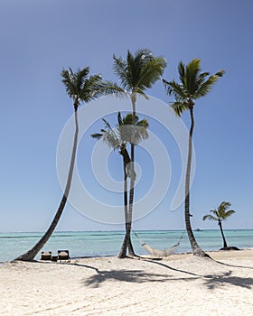 Group of palm trees with hammock and chaise lounge chairs on beach in the Caribbean.