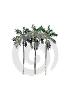 Group of palm trees on isolated, and di cut on white background with clipping path.