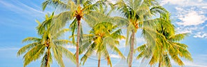 Group of palm trees, panoramic summer travel concept