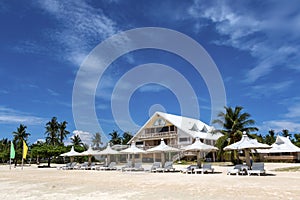 a group of palm trees on a sunny day on bantayan island in the Philippines