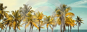 Group of palm trees, vintage style summer panorama,