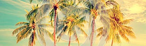 Group of palm trees, vintage style summer panorama, travel concept