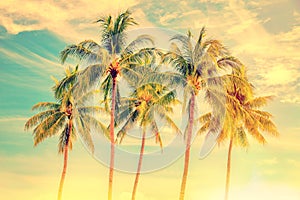 Group of palm trees, vintage style, summer travel concept