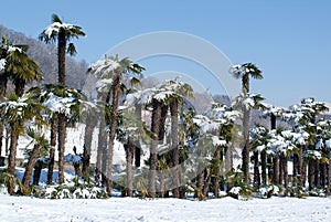 Group of palmtrees with snow on it