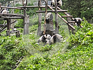 group of panda playng in the forest