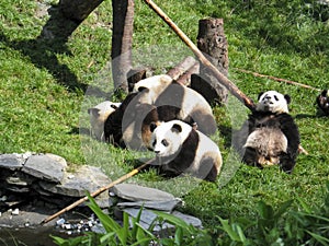 group of panda playng in the forest of Tibet