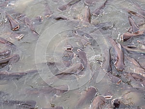 The group pangasius fish are compete for food.