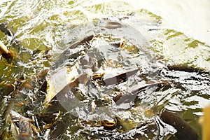 Group of Pangasius sushi fish in river