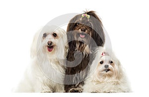 Group of panting dogs, Maltese and Havanese, isolated