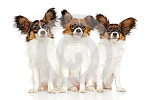 Group of Papillon dog puppies