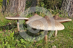 Group of Parasol Mushrooms