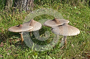 Group of Parasol Mushrooms