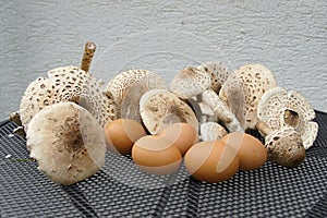 Group of parasol mushrooms with eggs