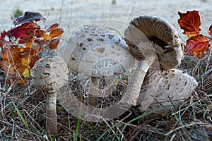 Group of Parasol mushrooms or Macrolepiota procera