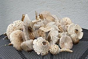 Group of parasol mushrooms on the table