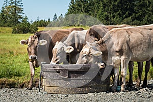 Group of Parda Alpina breed cows eating from a wooden box in the park with trees