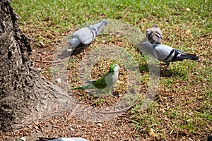 group of parrots and pigeons Monk parakeets, Myiopsitta monachus. These parrots have settled in many mediterranean cities. They