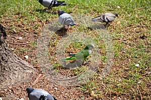 group of parrots and pigeons Monk parakeets, Myiopsitta monachus. These parrots have settled in many mediterranean cities. They