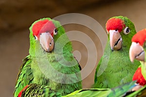 Ã¯Â»Â¿Group of parrots  Psittacara frontatus. Green parrots photo