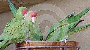 ï»¿Group of parrots Psittacara frontatus. Green parrots