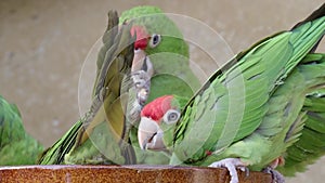 Group of parrots, Psittacara frontatus. Green parrots