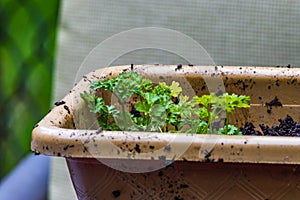 Parsley grouped in pot