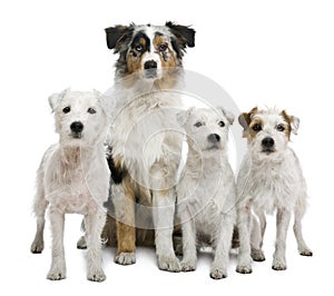 Group of parson russel and an Australian shepherd photo