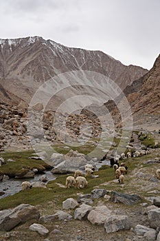 Group of Pashmina Goats along the scenic of valley with the flow of river in Ladakh, India