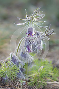 Group of pasqueflowers in early blossom