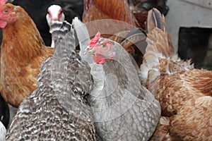 A group of pasture raised chickens