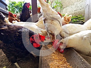 Chicken farm