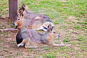 Group Patagonian Mara