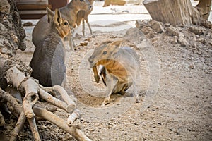 Group of Patagonian mara (Dolichotis patagonum) large rodents sitting on soil land