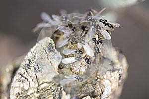 Group of pavement ants