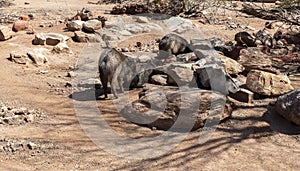 A Group Of Peccary Or Javelina Family In Desert. A Pig-like Ungulate Of The Family