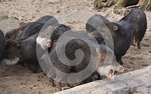 A group of peccary struggles to grab food