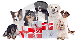 Group of pedigree dogs with christmas gifts photo