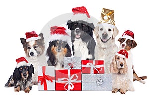 Group of pedigree dogs with christmas gifts with santa hats