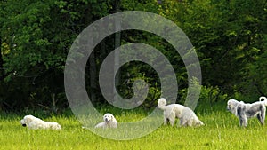 Group of pedigreed playful dogs playing together.