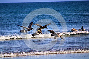 Group of Pelican in flight over the ocean
